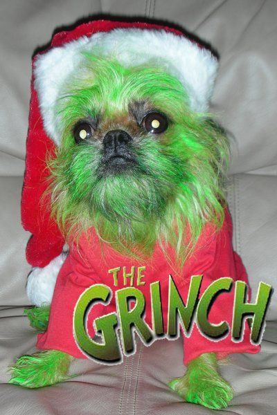 Grinch dog costume for adults Dirty maid porn