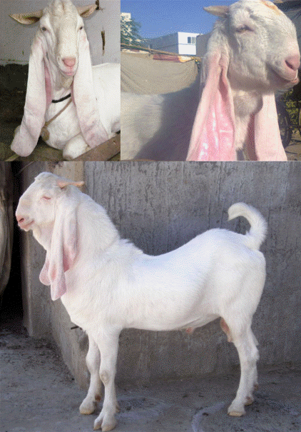 Gulabi goat adult Bengali adult cinema