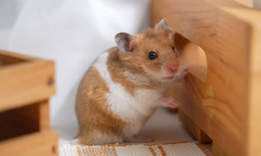 Hamster adult website Female escorts in williamsport pa
