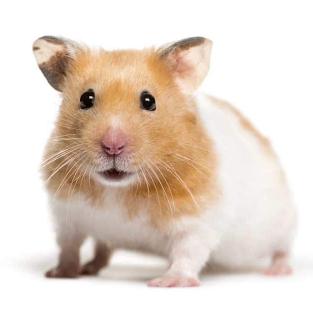 Hamster adult website Juneau escorts