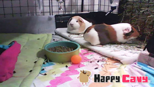 Hamster webcams Hubofcandy porn