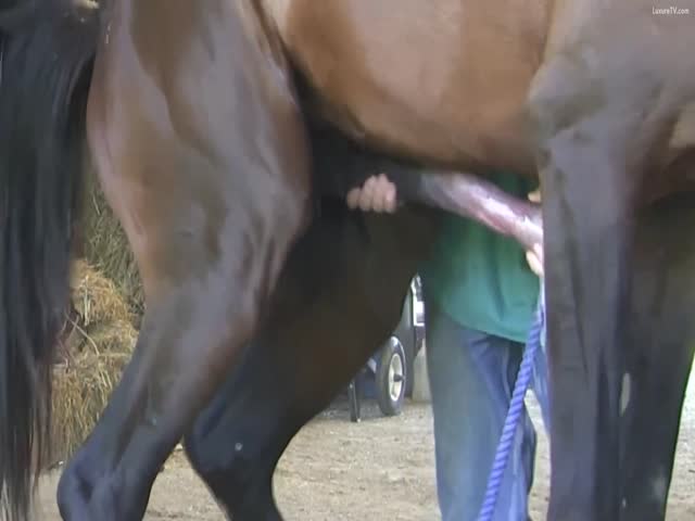 Horse cumming porn Vanessa blue lesbian