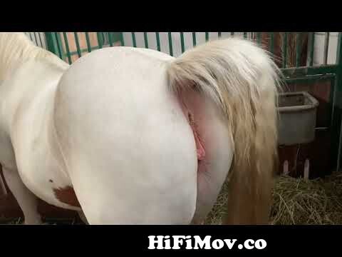 Horse pussy winking Fuck boy hair