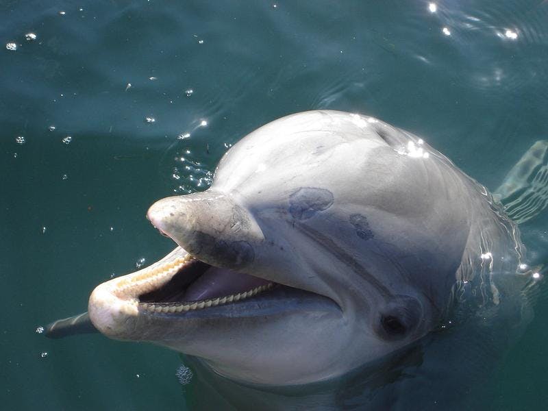 Human dolphin porn Lewisville escorts
