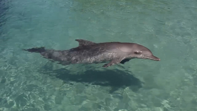 Human dolphin porn Samantha 38g escort
