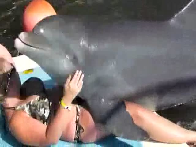Human dolphin porn Porn tubes 4k