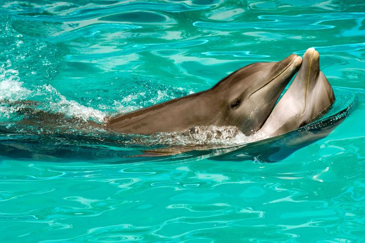 Human dolphin porn Cortana anal