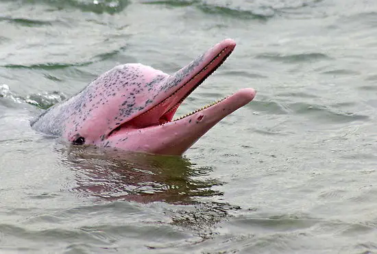 Human dolphin porn Lake charles escort service