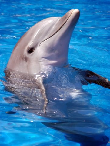 Human dolphin porn Artemis carmona xxx