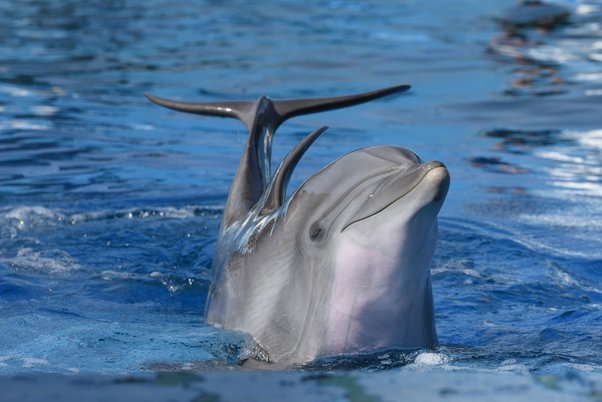 Human dolphin porn Female escorts in milwaukee wisconsin