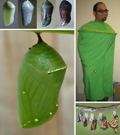 Insect costume ideas for adults Kung pow enter the fist watch
