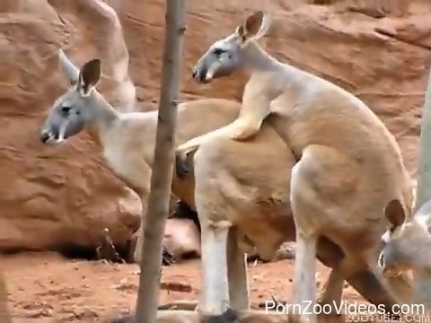 Kangaroo porn Videos sexuales xxx
