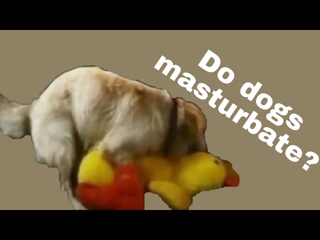 Masturbating dog Adult fake