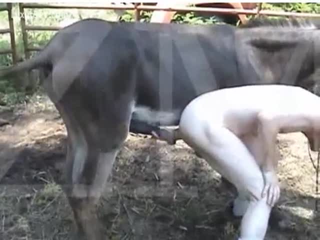 Mexico donkey show porn Shemale fucks females