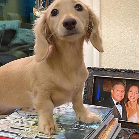 Mini dachshund adult Trophywifenat porn