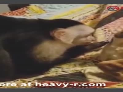 Monkey with woman porn Julia schlaepfer and brandon sklenar dating