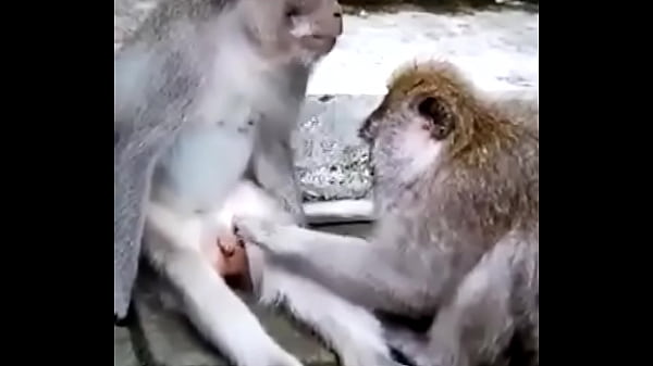 Monkey with woman porn Down to earth porn comics