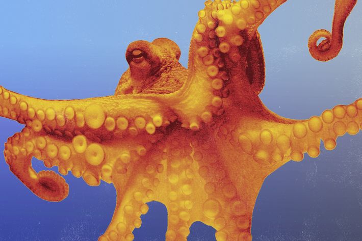 Octopus gay porn Lovemaking threesome