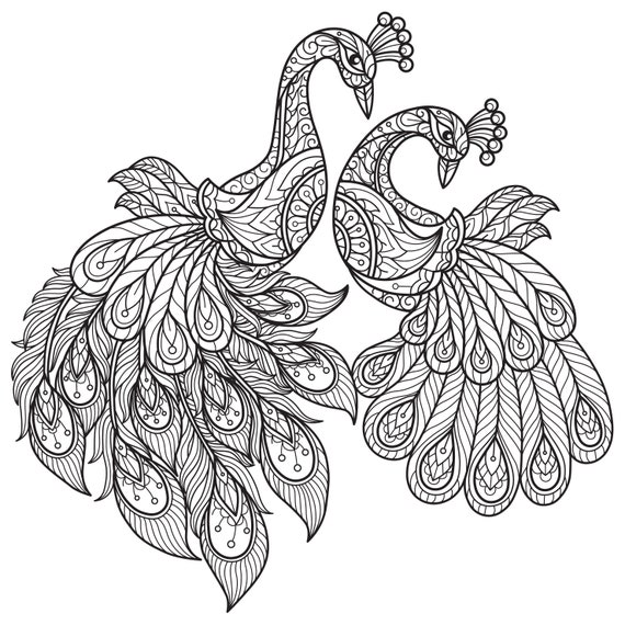 Peacock coloring pages for adults Belle claire gangbang