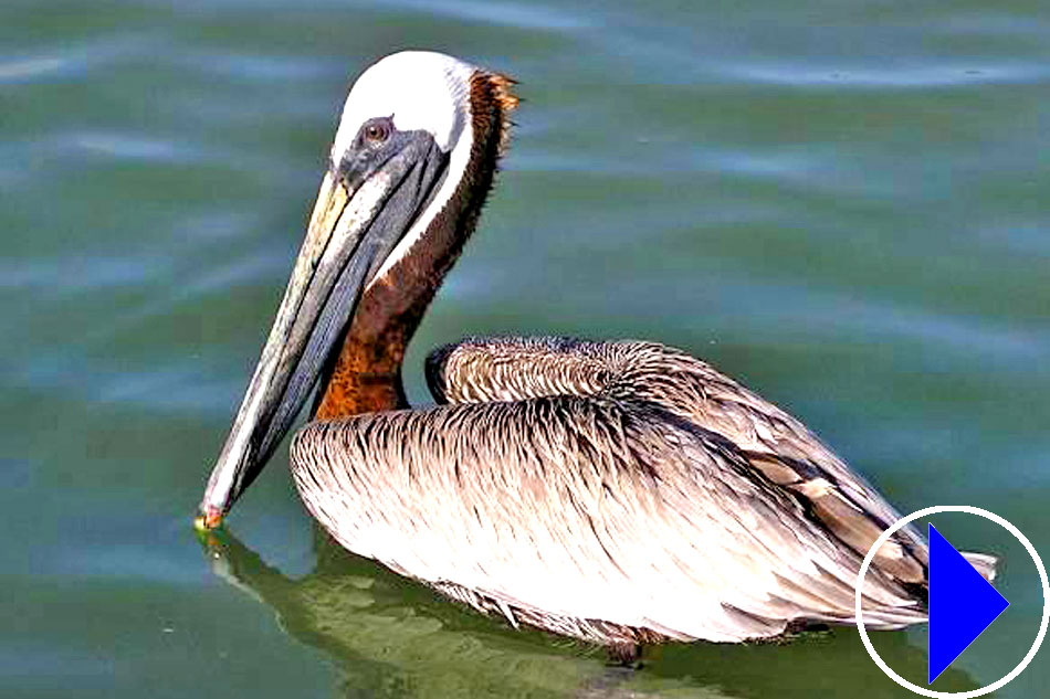 Pelican lake webcam Gianttube porn