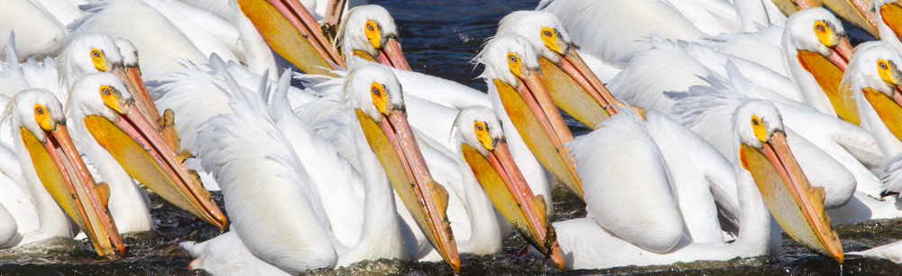 Pelican lake webcam Fit 18 anal