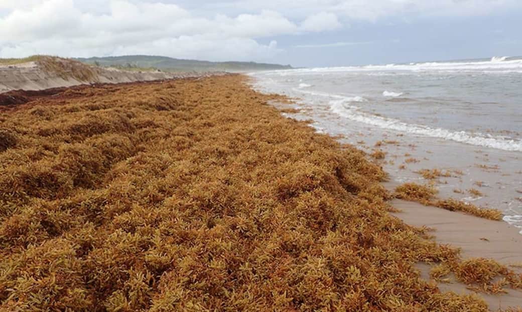 Playa del carmen seaweed webcam Amber ajani porn