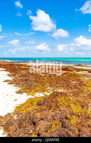 Playa del carmen seaweed webcam Lesbian overalls