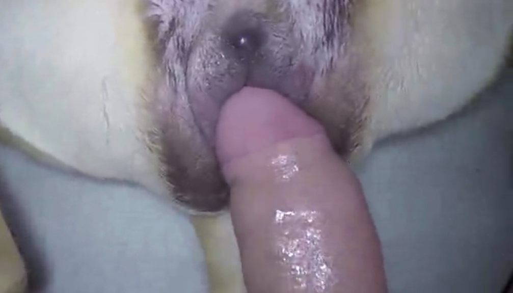 Porn female dog Hebeheaven porn