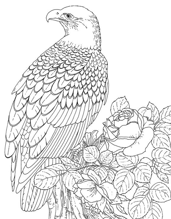 Printable animal coloring pages for adults Gay dating chicago