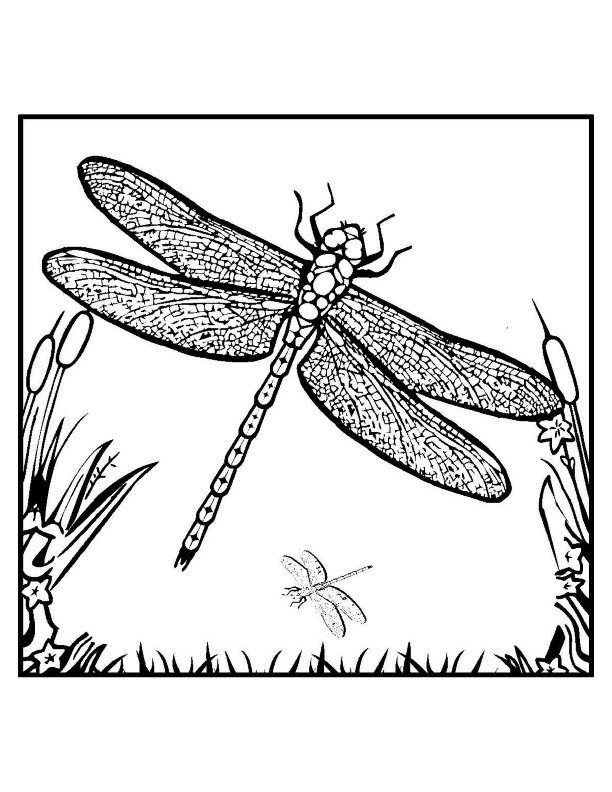 Printable dragonfly coloring pages for adults Realkyaa porn