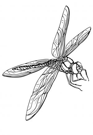 Printable dragonfly coloring pages for adults Porn leviana