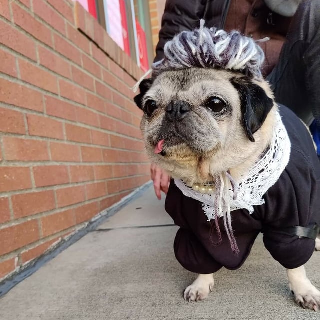 Pug costume for adults Escort hyattsville