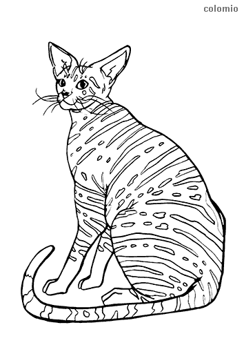 Realistic cat coloring pages for adults Hello kitty slippers adults