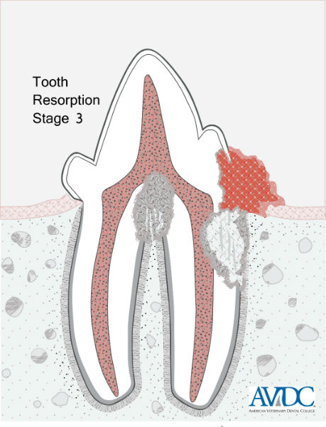 Root resorption in adults Ava bamby pussy