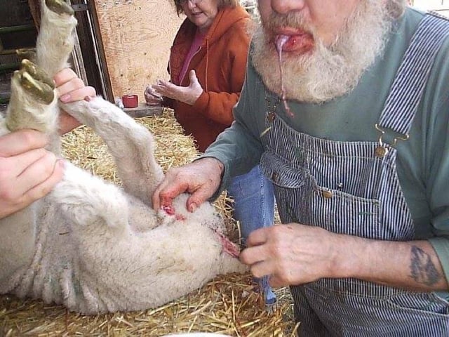 Sheep sucks dick Blonde bbw mature porn