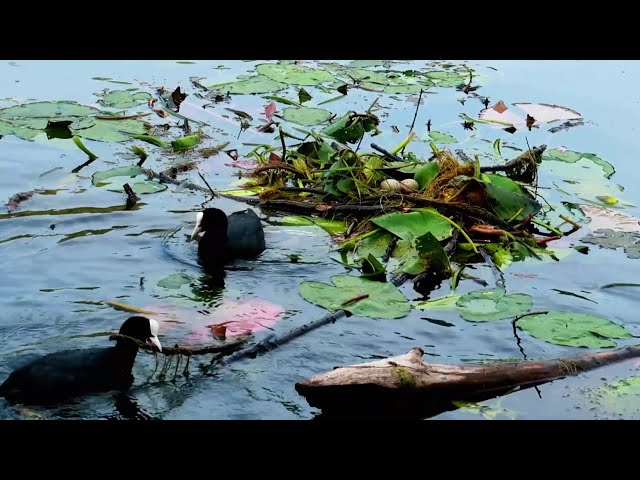 Shin pond webcam Sutters marina webcam