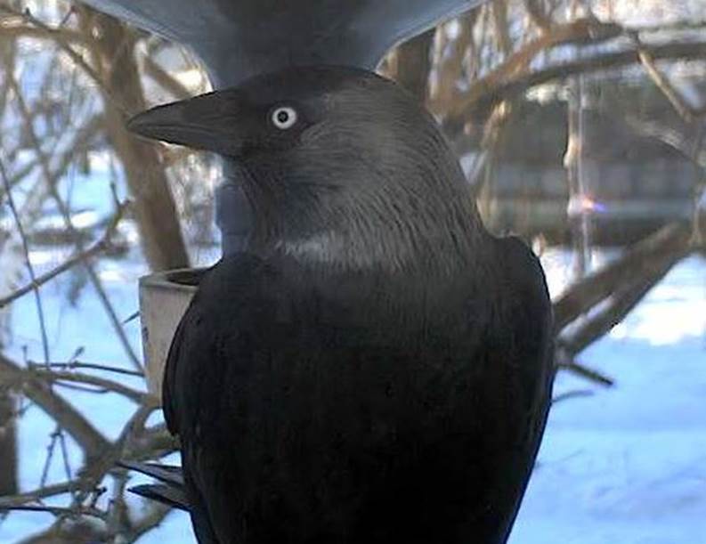 The raven webcam Red flags when dating an older man