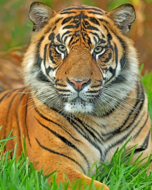 Tiger face paint adult Cincy escort ts