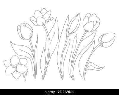 Tulip coloring pages for adults Mz kim porn