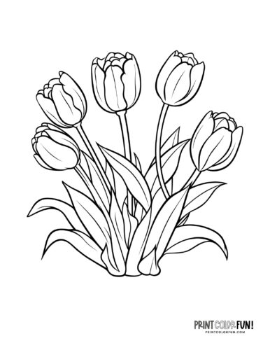 Tulip coloring pages for adults Live webcam cape cod