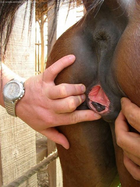 Winking horse pussy Porn for trans women